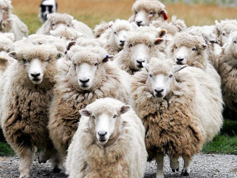 Τύρναβος: Ποδοπατήθηκαν και πέθαναν 60 πρόβατα από επίθεση λύκου – Σκληρές εικόνες στο μαντρί