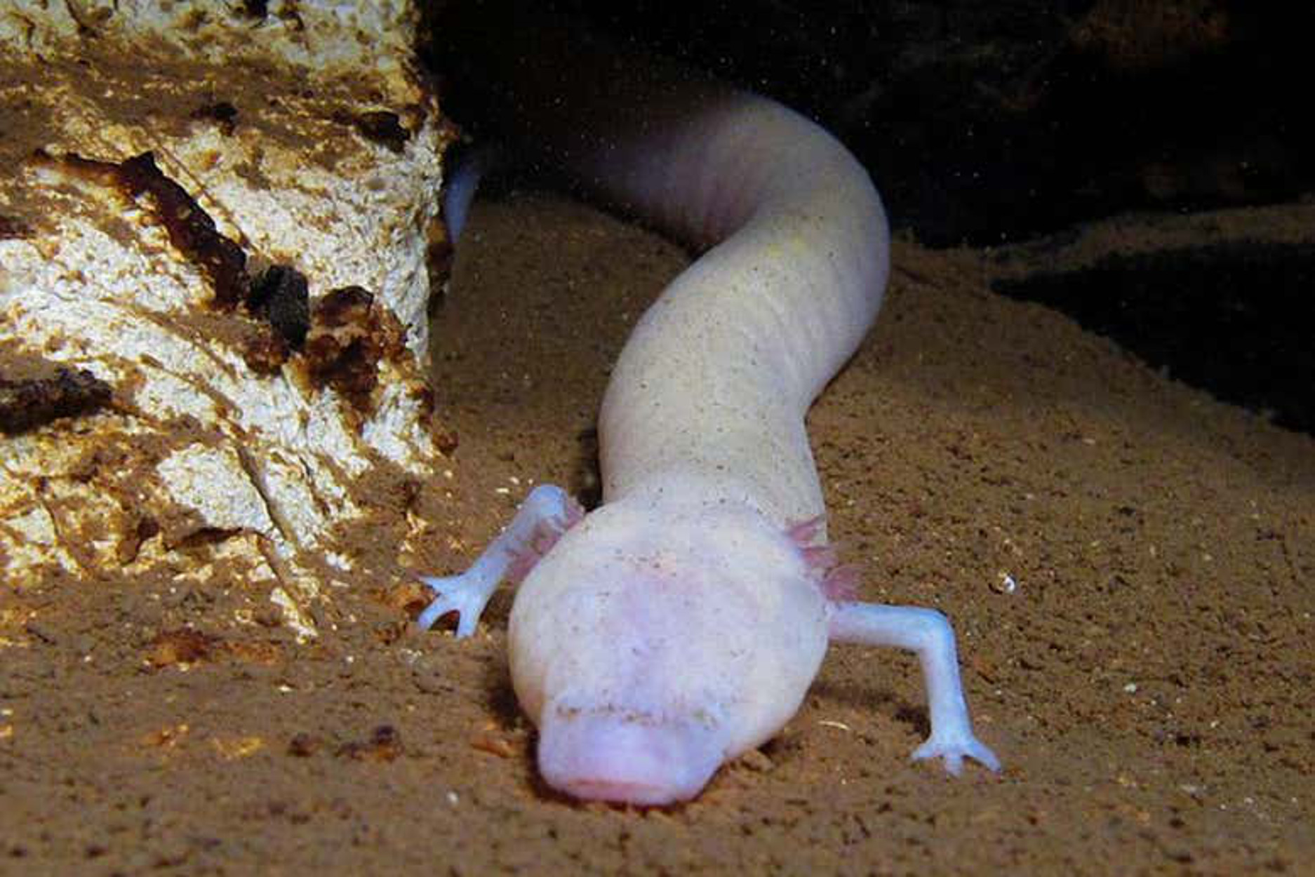 Рыба живет под землей. Пещерная саламандра Протей.