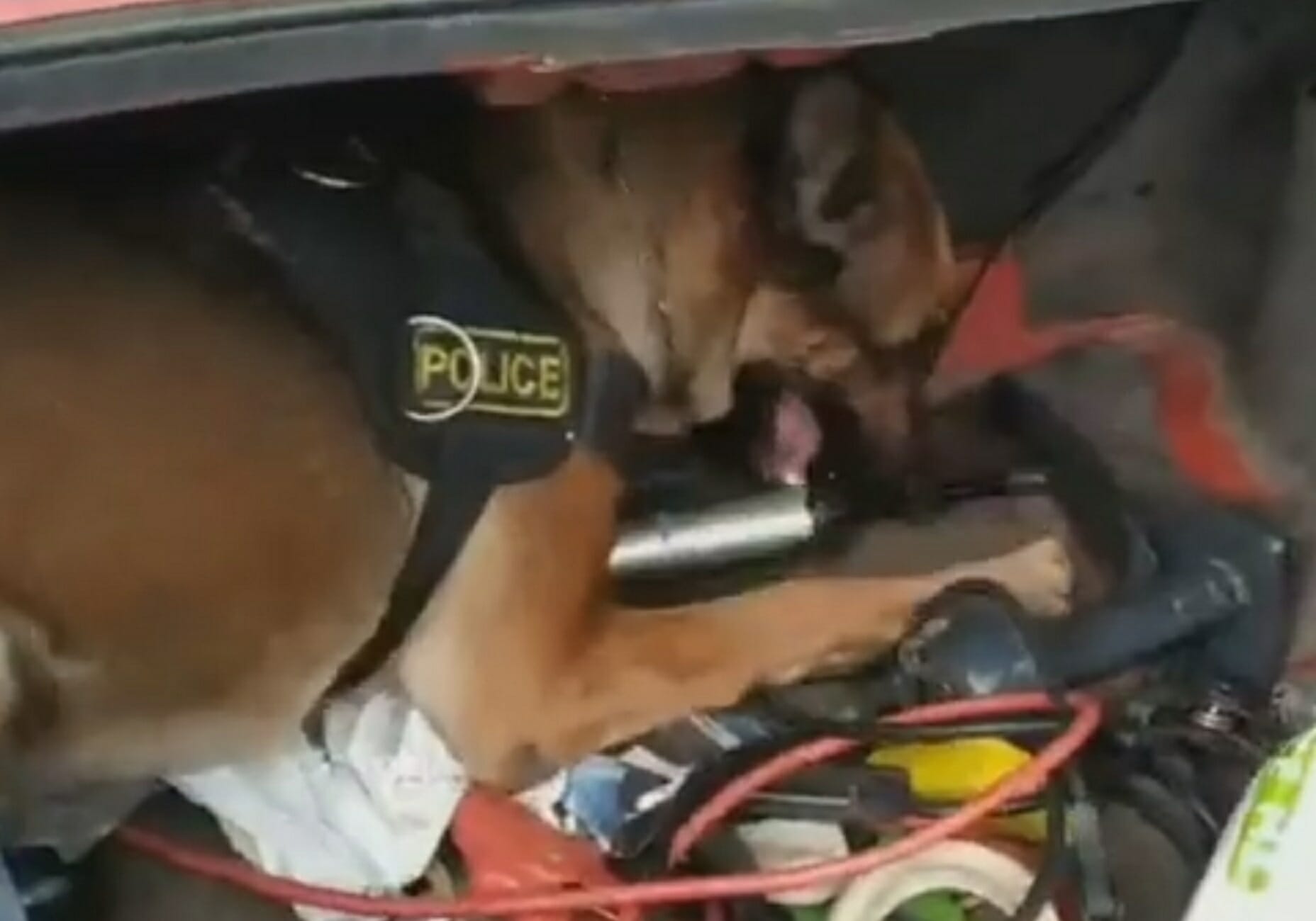Κιλκίς: Η στιγμή που ειδικά εκπαιδευμένος σκύλος της αστυνομίας ξετρυπώνει ναρκωτικά σε αυτοκίνητο (Βίντεο)