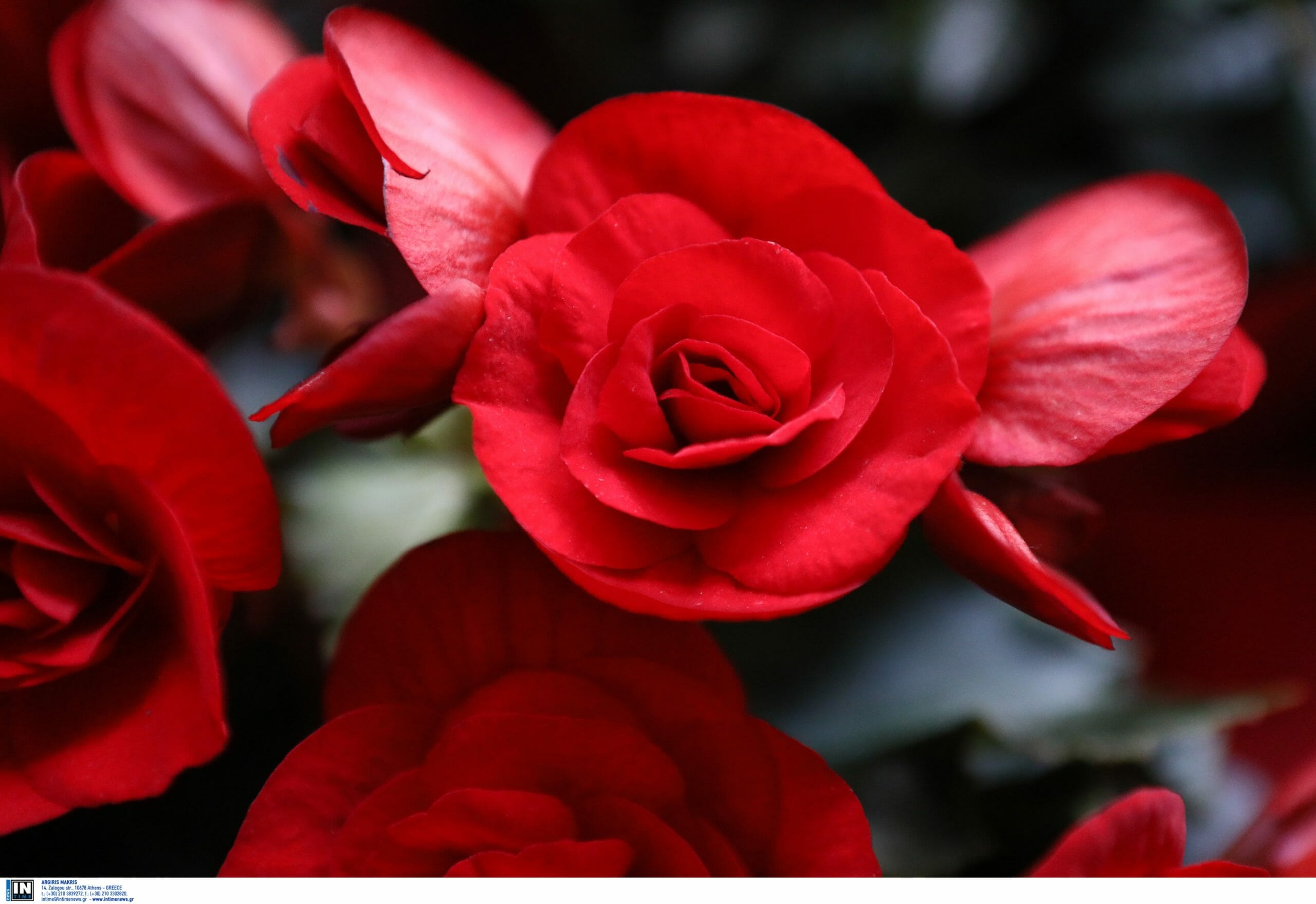 Θεσσαλονίκη: Με 150.000 κόκκινα τριαντάφυλλα ελπίζουν να γίνει του Αγίου Βαλεντίνου στις 14 του μήνα