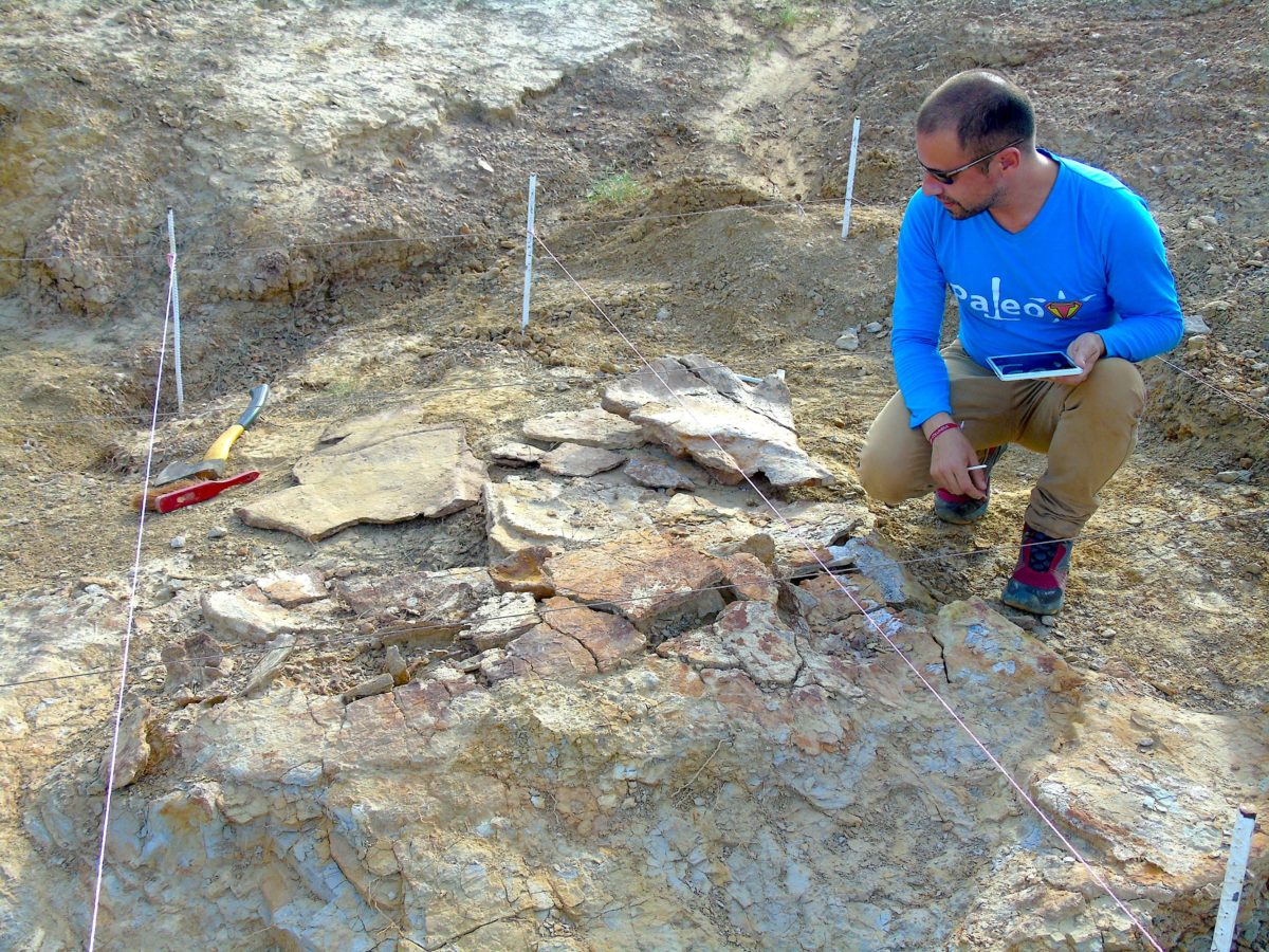 Χελώνα σε μέγεθος αυτοκινήτου! Βρέθηκαν απολιθώματά της στη Νότια Αμερική  