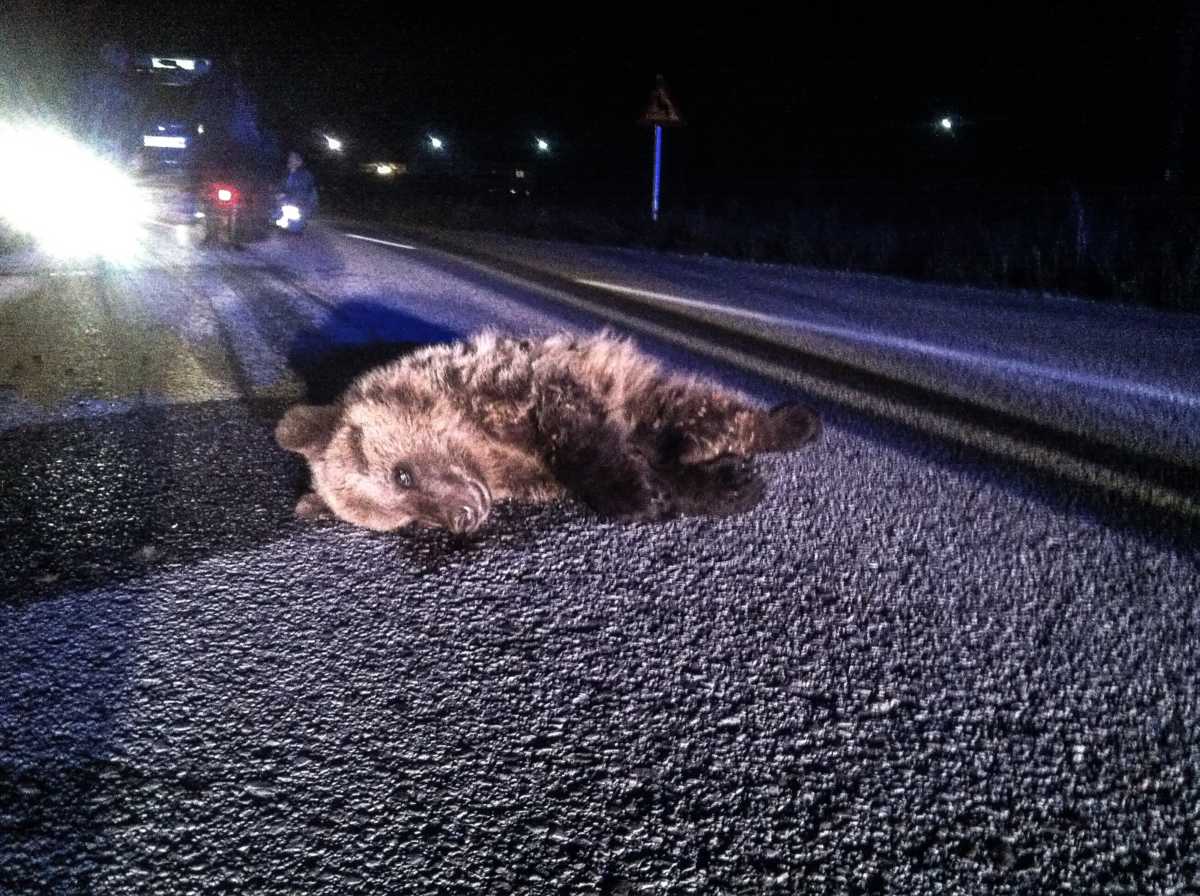 Νεκρό νεαρό αρκουδάκι από τροχαίο στη Φλώρινα