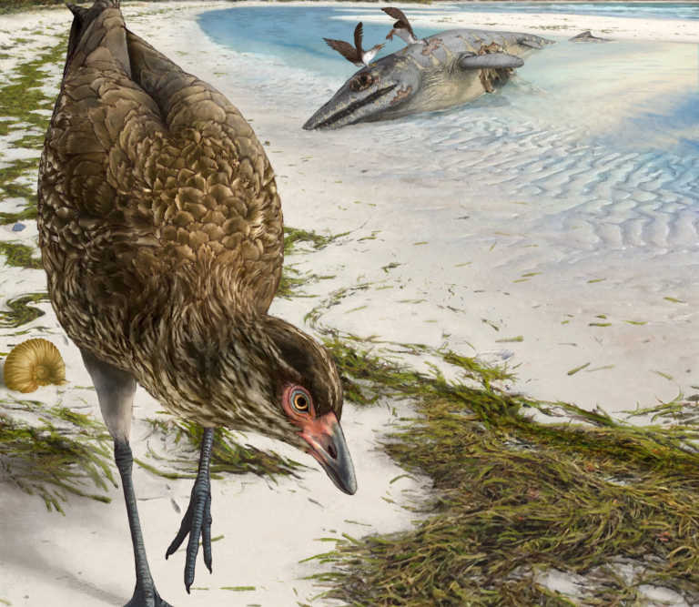 Βρέθηκε στο Βέλγιο το αρχαιότερο απολίθωμα πουλιού, το Αστεριόρνις