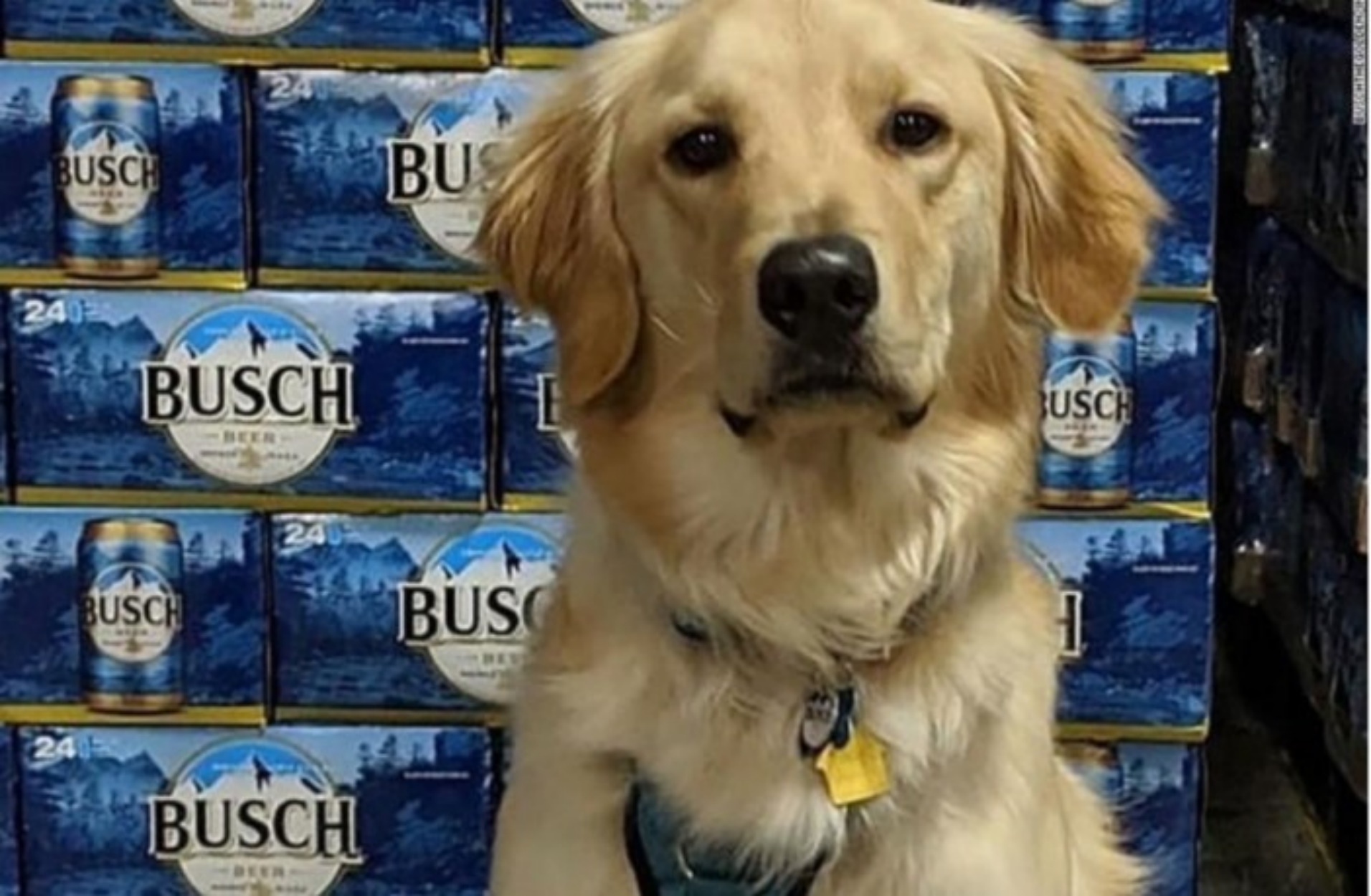 Αμερικανική ζυθοποιία προσφέρει δωρεάν μπύρα 3 μηνών σε όσους υιοθετήσουν έναν αδέσποτο σκύλο