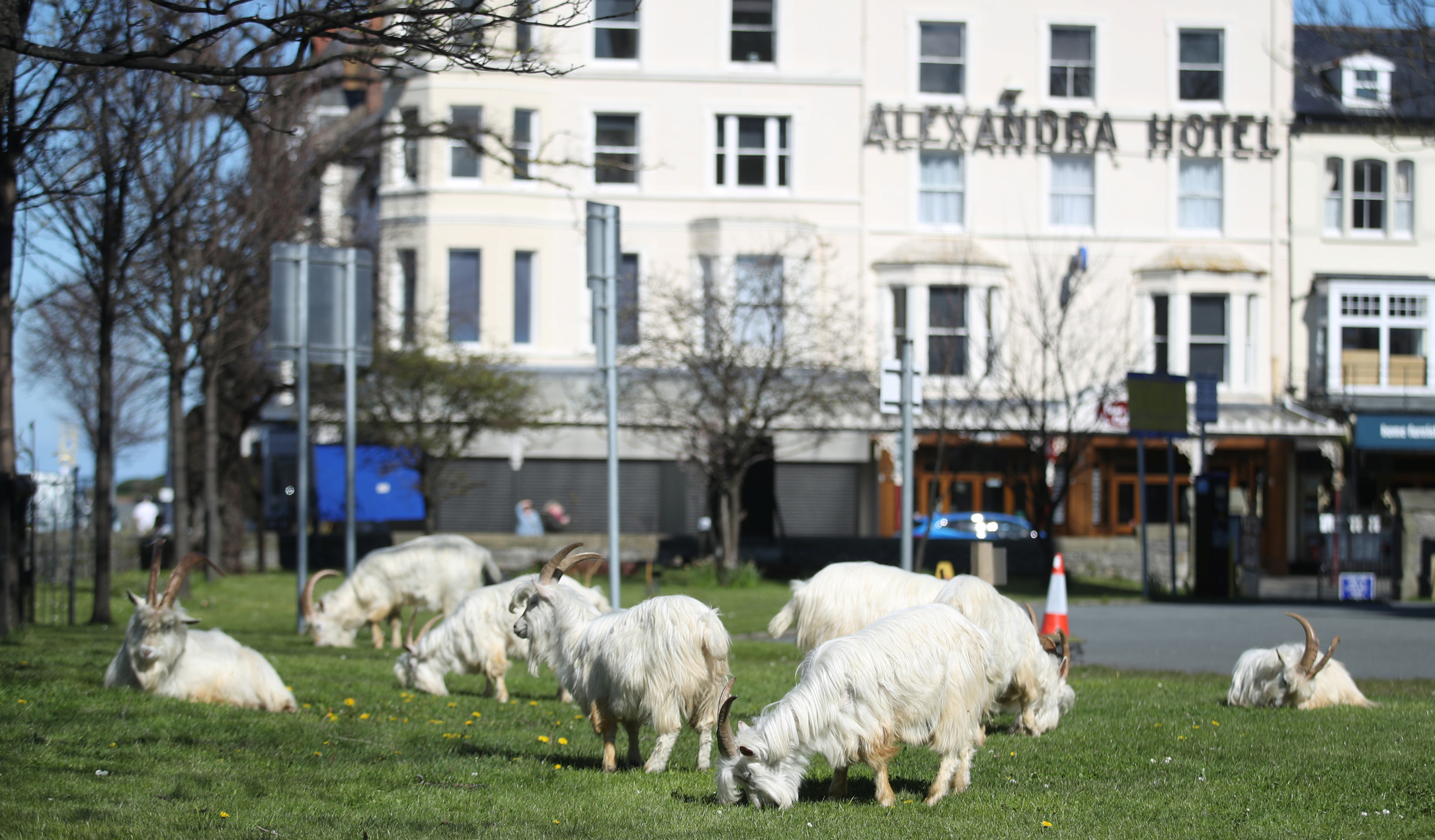 Κατσίκες έκαναν… κατάληψη στην άδεια, λόγω του κορονοϊού, πόλη και έγιναν viral (video, pics)