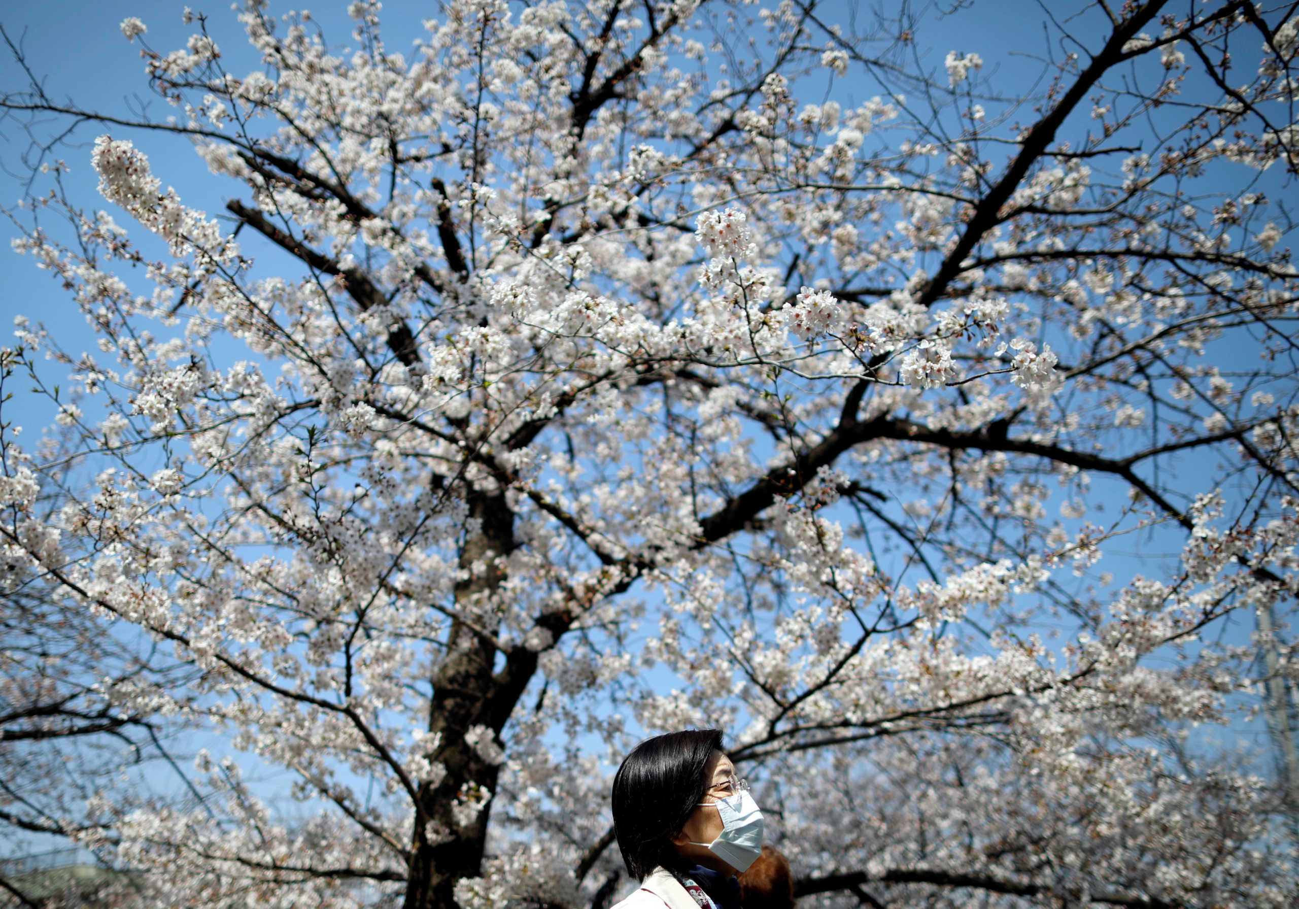 Ιαπωνία: Ο κορονοϊός κλείνει τα πάρκα! ‘’Θα ανθίσουν και του χρόνου οι κερασιές’’