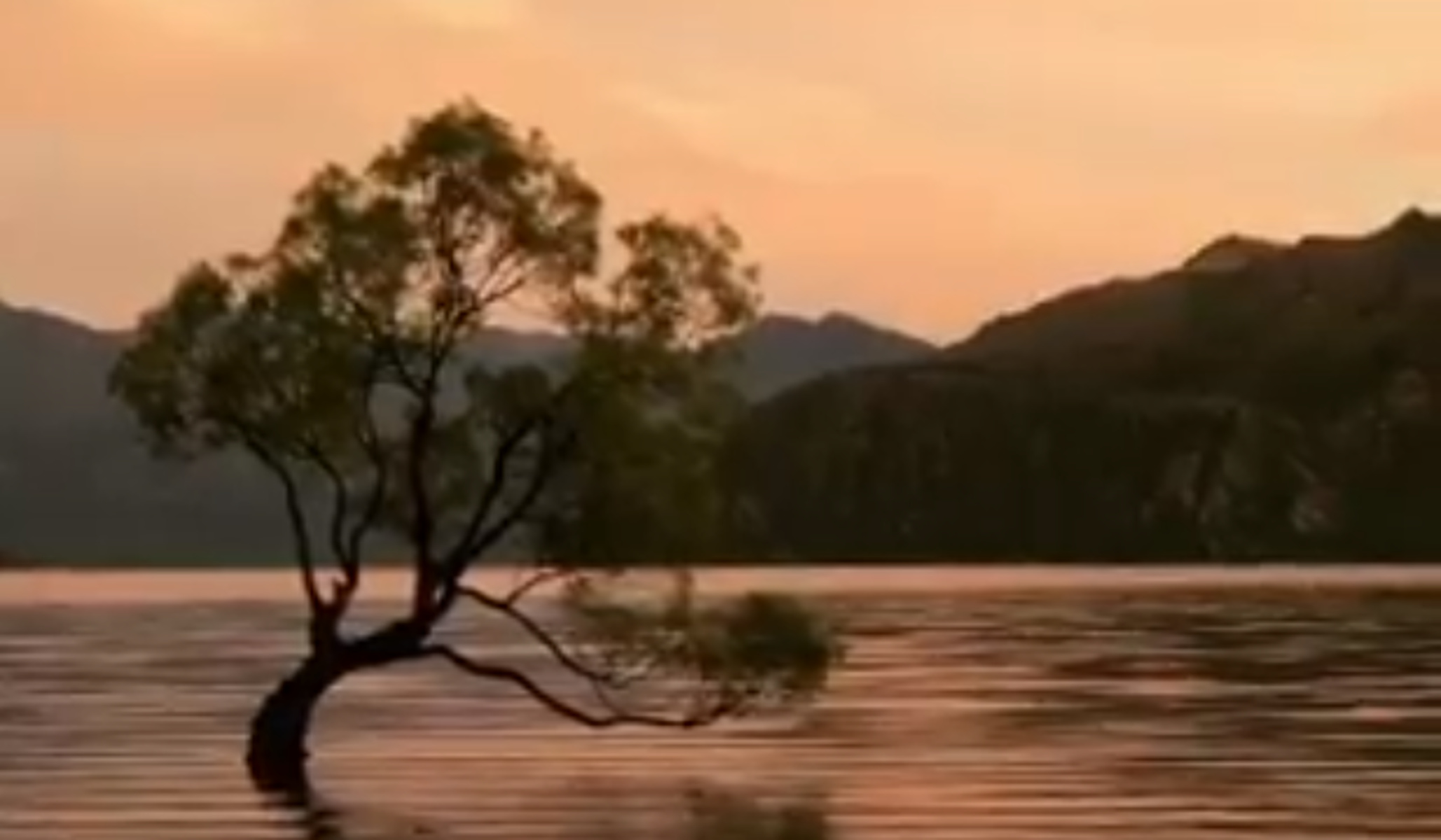 Βάνδαλοι ‘’ξέσπασαν’’ πάνω σε ένα από τα πιο αναγνωρίσιμα δέντρα του πλανήτη