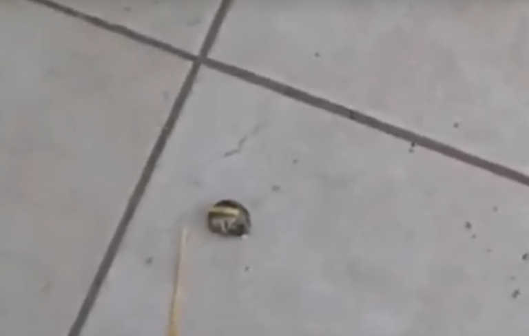 ΕΠΟΣ! Κρητικός βγαίνει απ' το σπίτι για να βγάλει βόλτα.... τον Μπούμπη το σαλιγκάρι! (video)