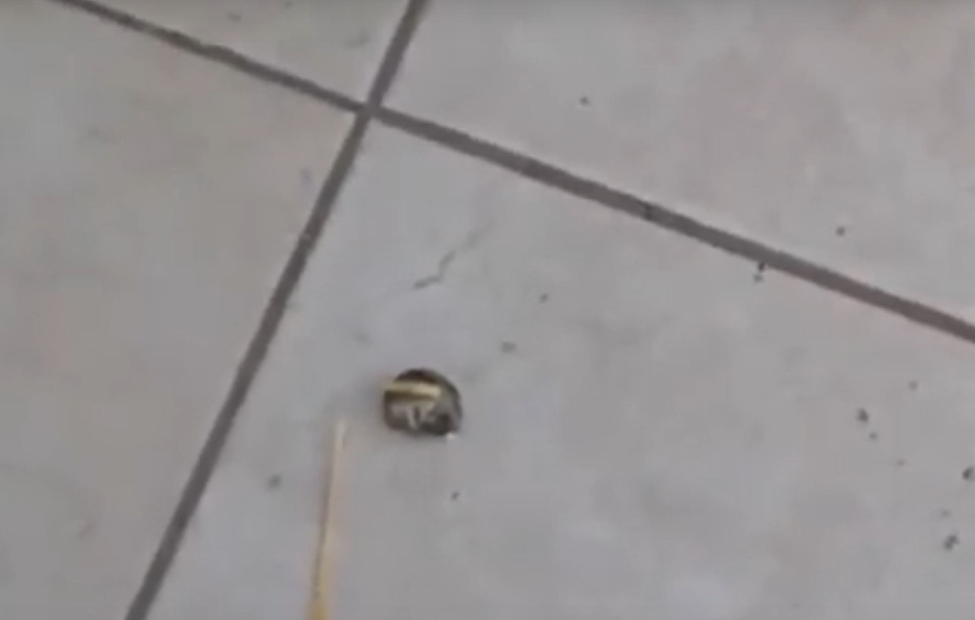 Κρητικός έβγαλε βόλτα… το σαλιγκάρι του! (video)