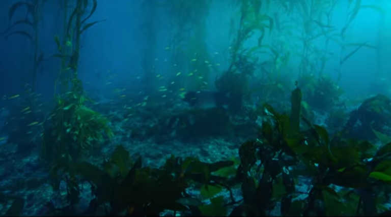 Ντοκιμαντέρ για τον Πολ Γουότσον, τον ακτιβιστή της θαλάσσιας ζωής του πλανήτη
