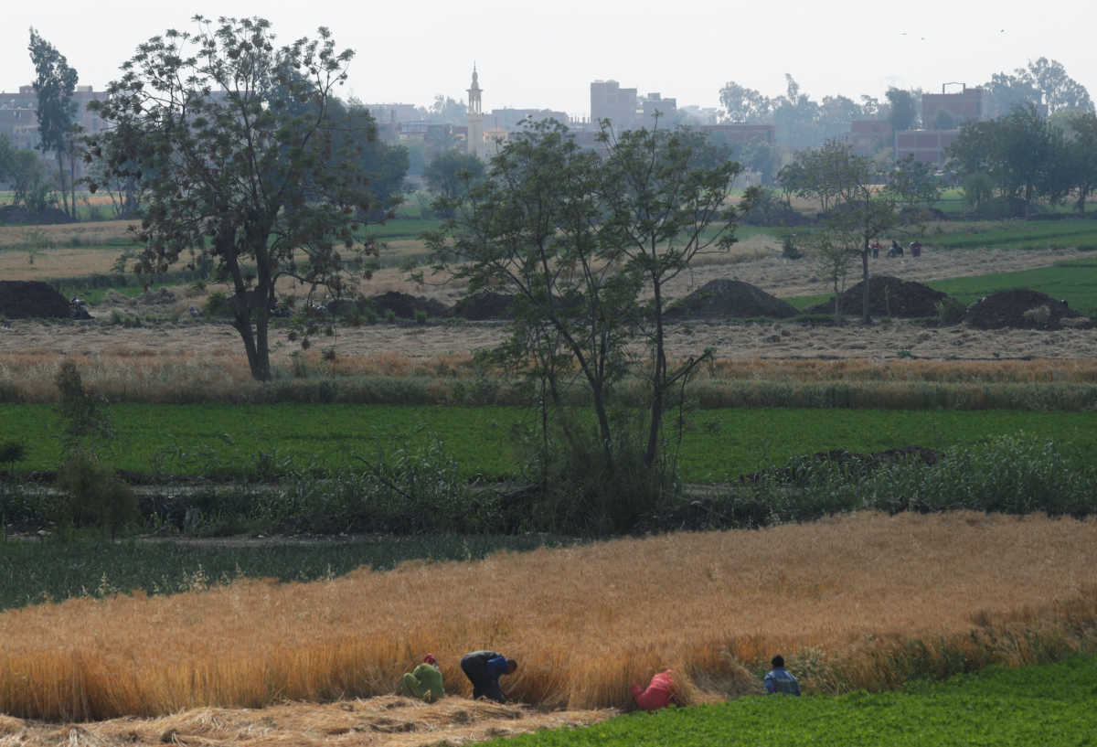 Farmers harvest wheat at a village near Banha along the agricultural road which leads to the capital city of Cairo, Egypt April 11, 2020. REUTERS