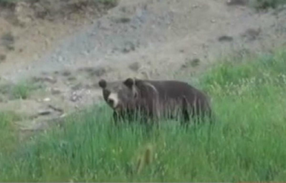 Σέρρες: Αρκούδα κατέβηκε σε ορεινό χωριό! Ανησυχία κτηνοτρόφων και κατοίκων (Βίντεο)