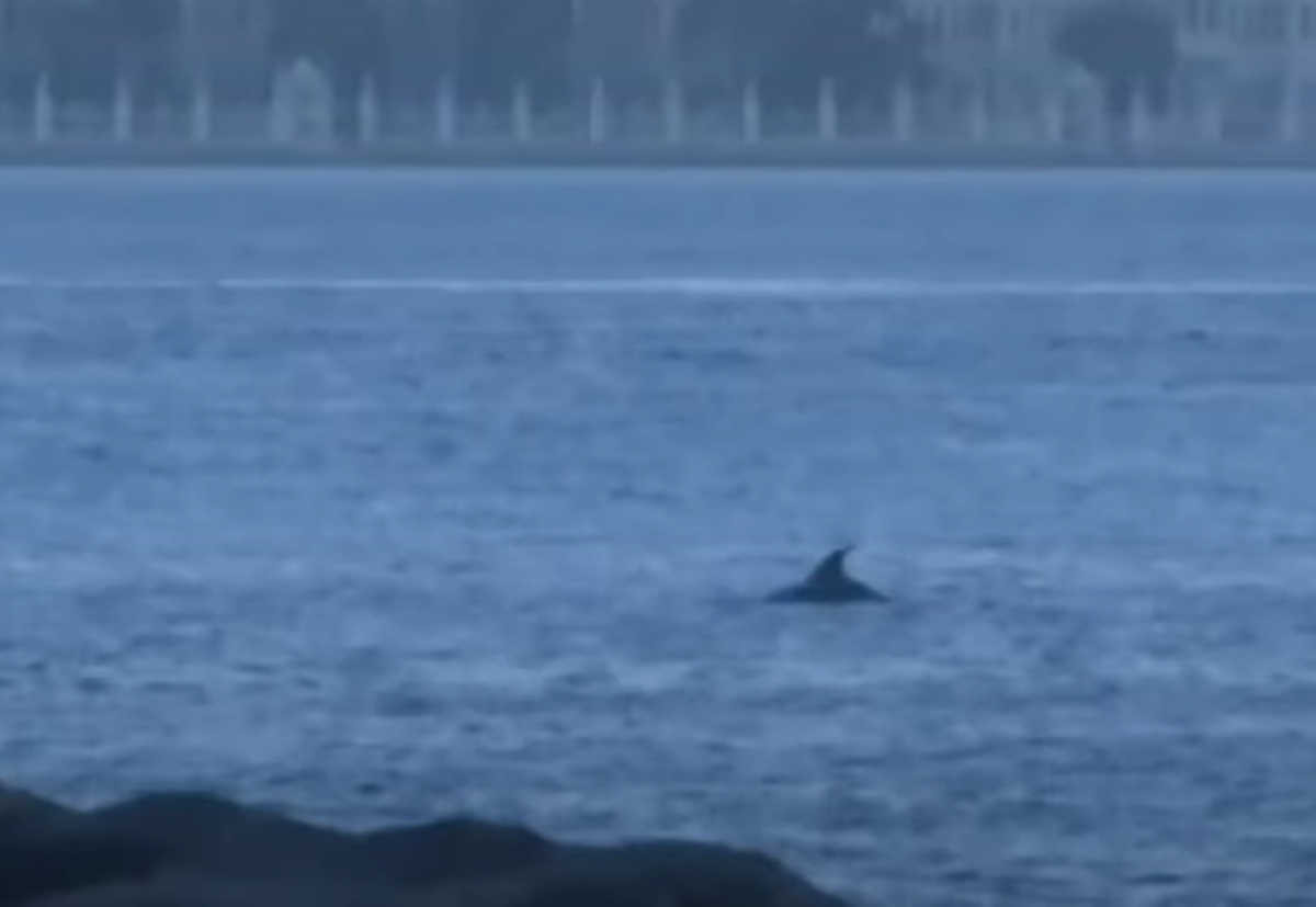 Κωνσταντινούπολη: Η “νέκρα” στον Βόσπορο έφερε δελφίνια! Εκπληκτικές εικόνες λόγω…  καραντίνας (video)