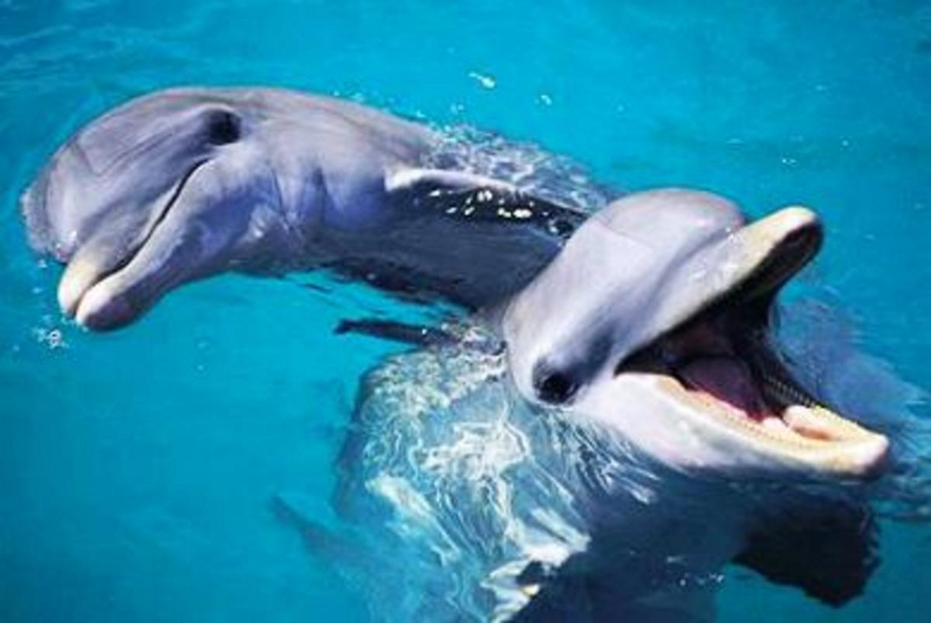 Bottlenose Dolphins - Tursiops Truncatus.  HALF MOON JAMAICA