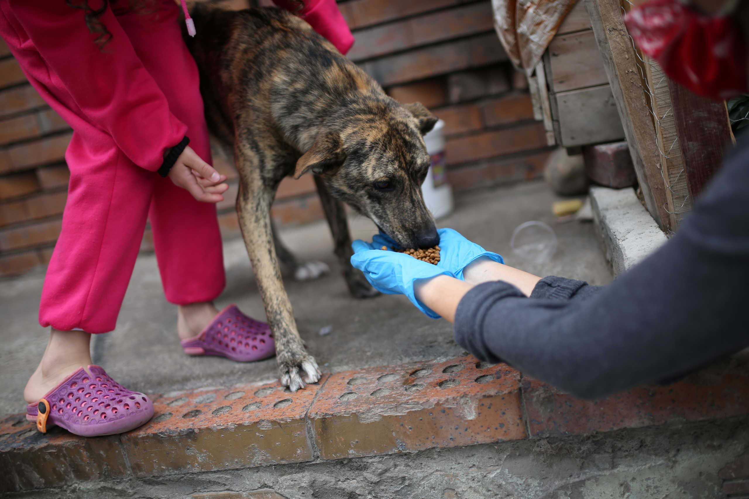 A stray dog is fed with kibble donated by animal rights activists, amid the coronavirus disease (COVID-19) outbreak in Bogota, Colombia April 4, 2020. Picture taken April 4, 2020. REUTERS