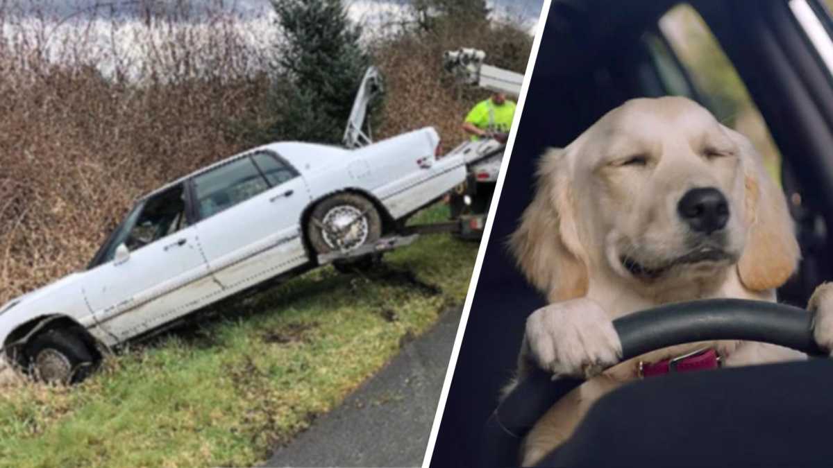 Δεν είναι Πρωταπριλιά – Στις ΗΠΑ συνέλαβαν οδηγό που έκανε μαθήματα οδήγησης στο… σκύλο του!