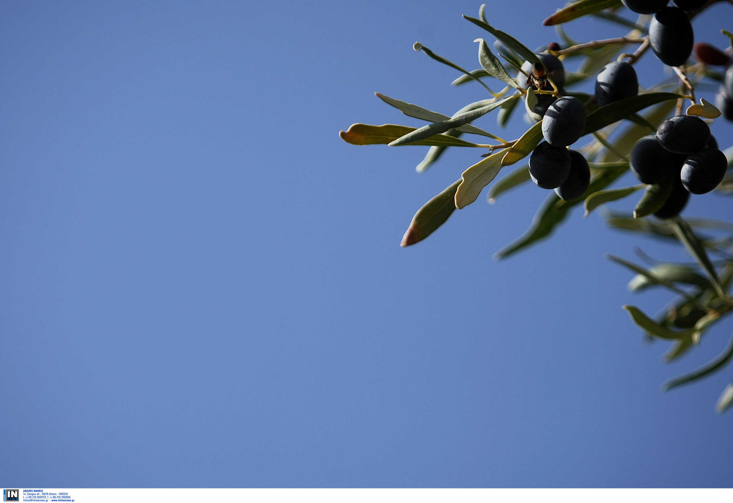 Κρήτη: Ασύλληπτη τραγωδία στο Ρέθυμνο από κλαδί ελιάς – Πέθανε 33χρονος από τη μια στιγμή στην άλλη