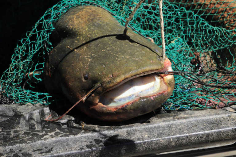 Κοζάνη: Σήκωσαν τα δίχτυα και είδαν αυτές τις εικόνες! Ένα ψάρι ασήκωτο 127 κιλών (Φωτό)