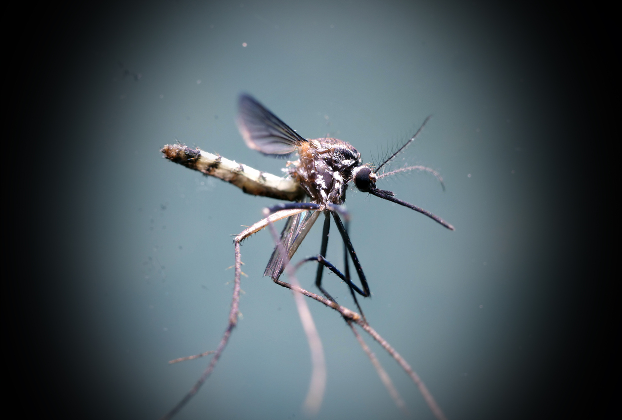 Κορονοϊός: Μεταδίδεται από τα κουνούπια; Τι απαντάει ο Παγκόσμιος Οργανισμός Υγείας