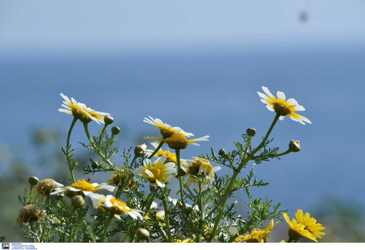 Καιρός – meteo: Ανοιξιάτικο σκηνικό σε όλη τη χώρα το Σάββατο