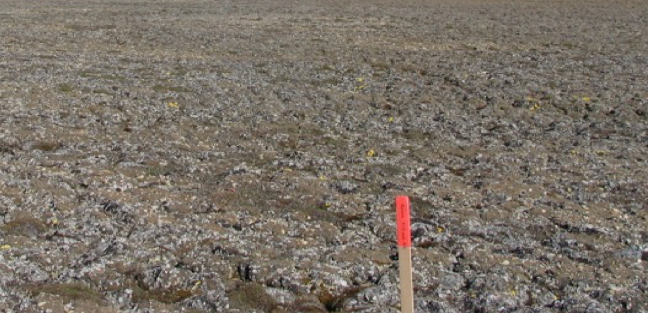 Χιλή: Ιστορική ξηρασία πλήττει τη χώρα εν μέσω επιδημίας του κορονοϊού