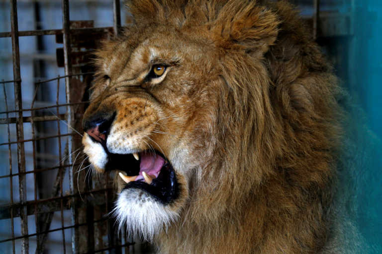 Τα λιοντάρια στους δρόμους – Χαίρονται την ελευθερία από την απουσία ανθρώπων (video, pics)