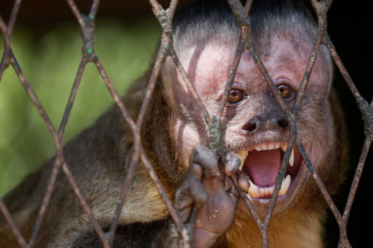 Πρωτοφανές περιστατικό στην Ινδία – Πίθηκοι έκλεψαν δείγματα αίματος ασθενών με κορονοϊό