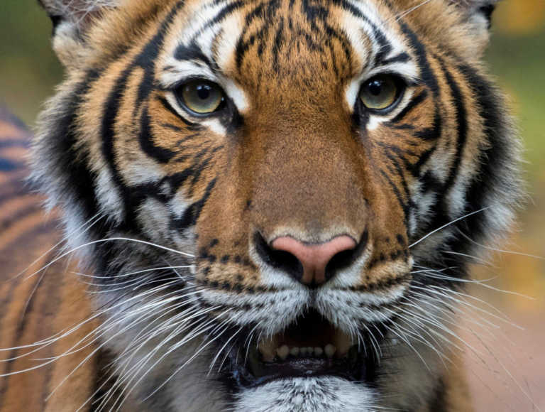 Τίγρης κόλλησε κορονοϊό από εργαζόμενο που την πρόσεχε σε ζωολογικό κήπο