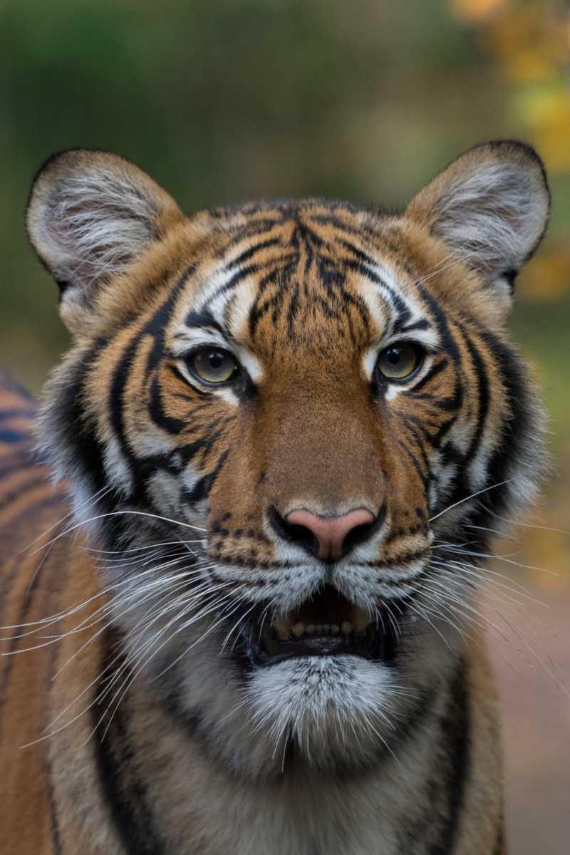 nadia tiger