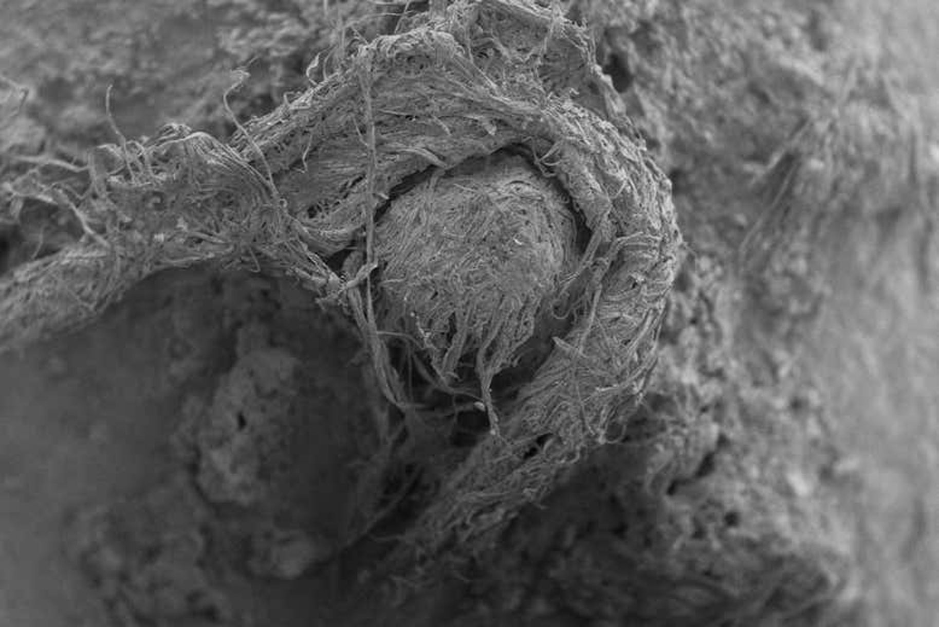 Ανακαλύφθηκε σχοινί 50.000 ετών που είχαν φτιάξει Νεάτερνταλ!