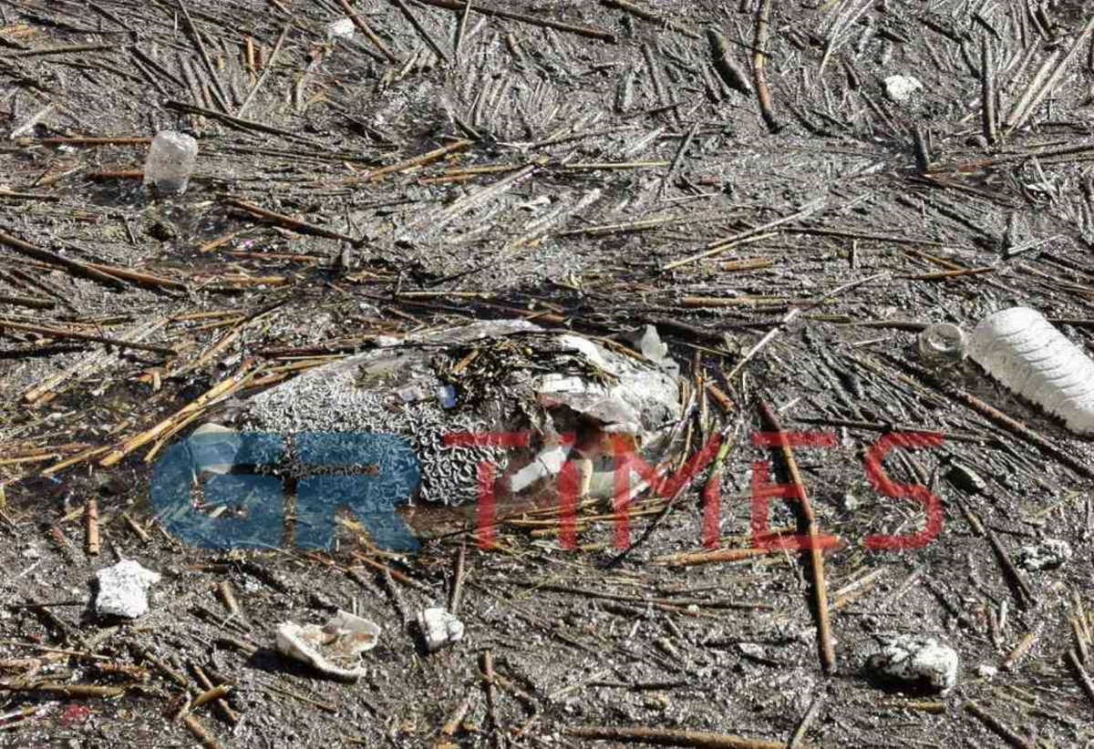 Ένα μεγαλόσωμο ζώο και μία καρέτα καρέτα ξεβράστηκαν νεκρά στον Θερμαϊκό (pics, video)