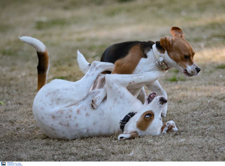 Μπαράζ δηλητηριάσεων σκύλων στην Έδεσσα – Φόλες σε πάρκο που παίζουν δεκάδες παιδιά