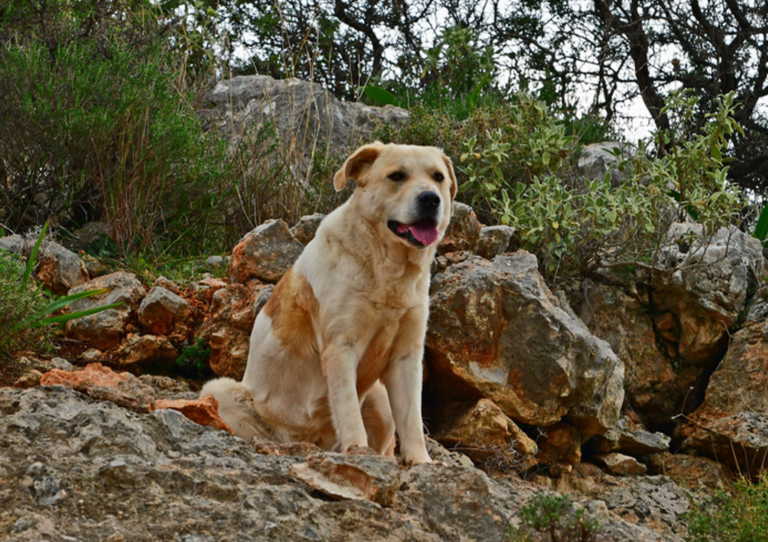 Φθιώτιδα: Έσωσαν αδέσποτο σκύλο που υπέφερε! Δεν έμειναν απαθείς από την εικόνα που αντίκρισαν