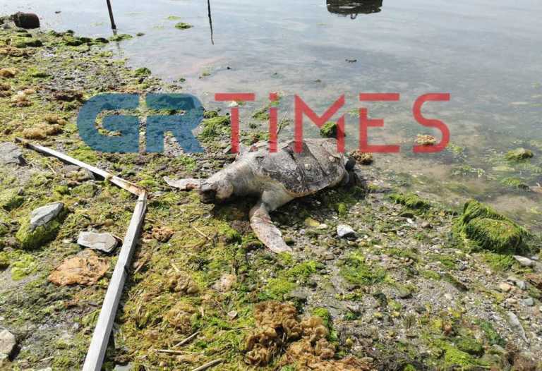 Θεσσαλονίκη: Η θάλασσα ξέβρασε αυτή τη νεκρή χελώνα! Αυτοψία στο σημείο (Βίντεο)