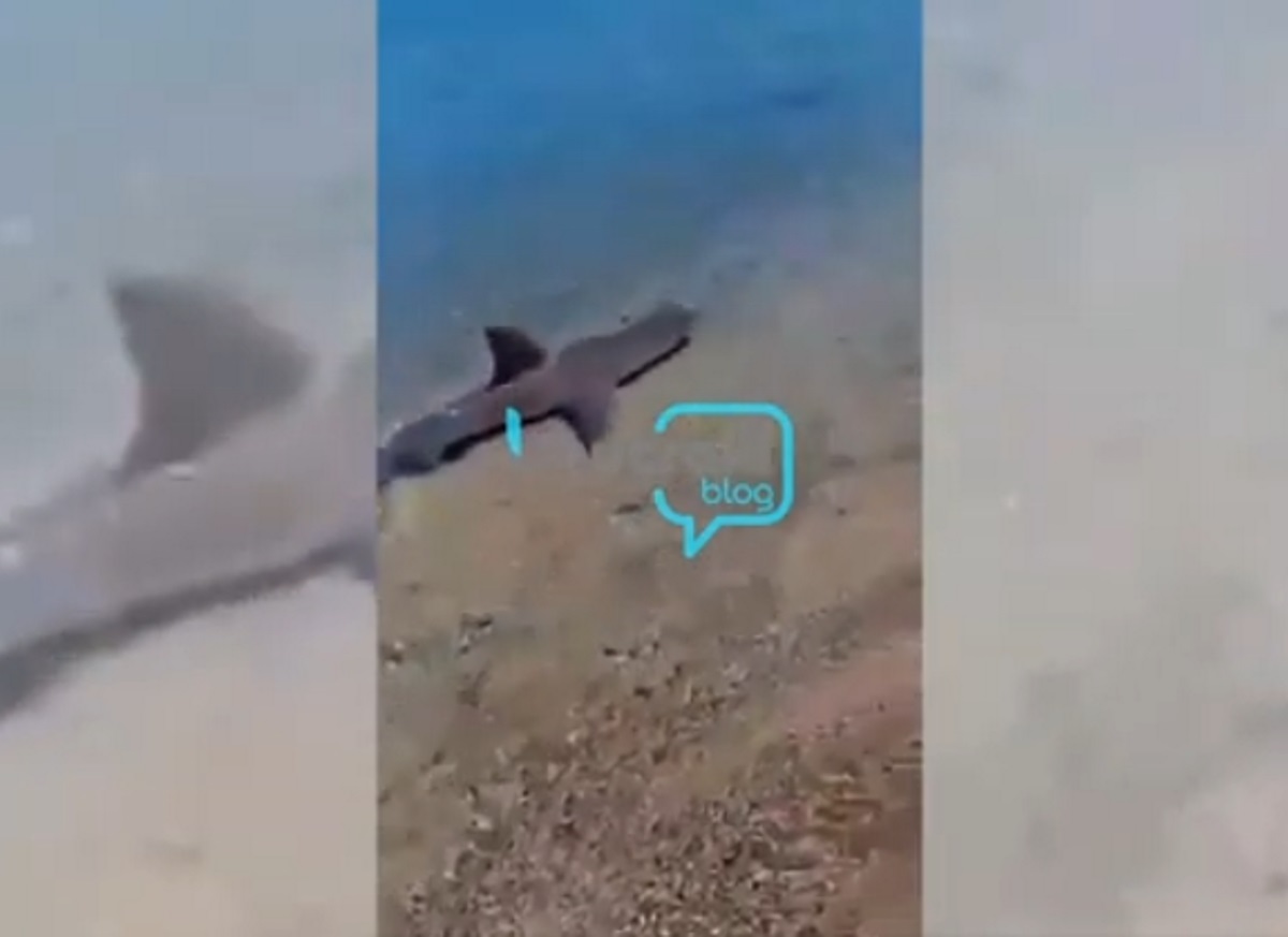 Καρχαρίας κολυμπάει στα ρηχά σε παραλία της Κορίνθου!