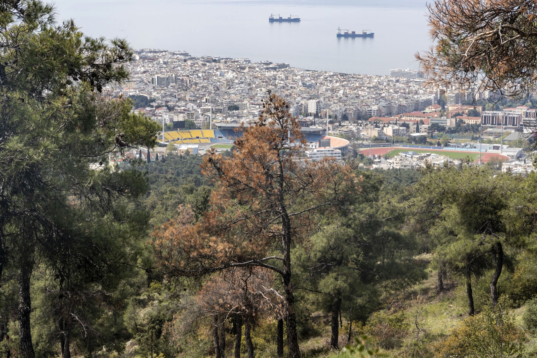 «Δεν είναι τυχαίο αυτό που συμβαίνει στο δάσος του Σέιχ Σου» – Τι συμβαίνει με το έντομο που αποδεκατίζει τα πεύκα