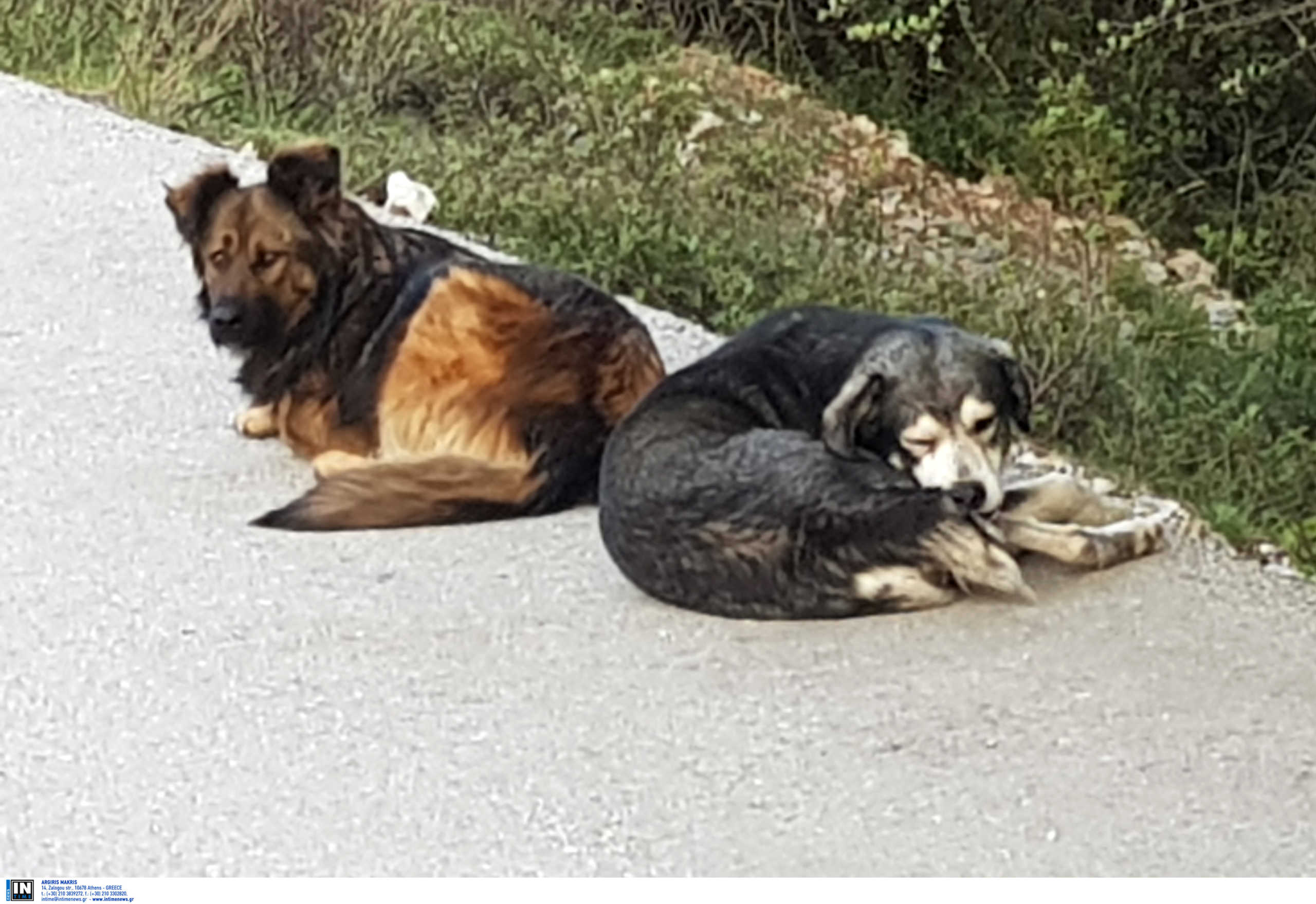 Επιχείρηση σωτηρίας αδέσποτων ζώων στον Δήμο Σαρωνικού