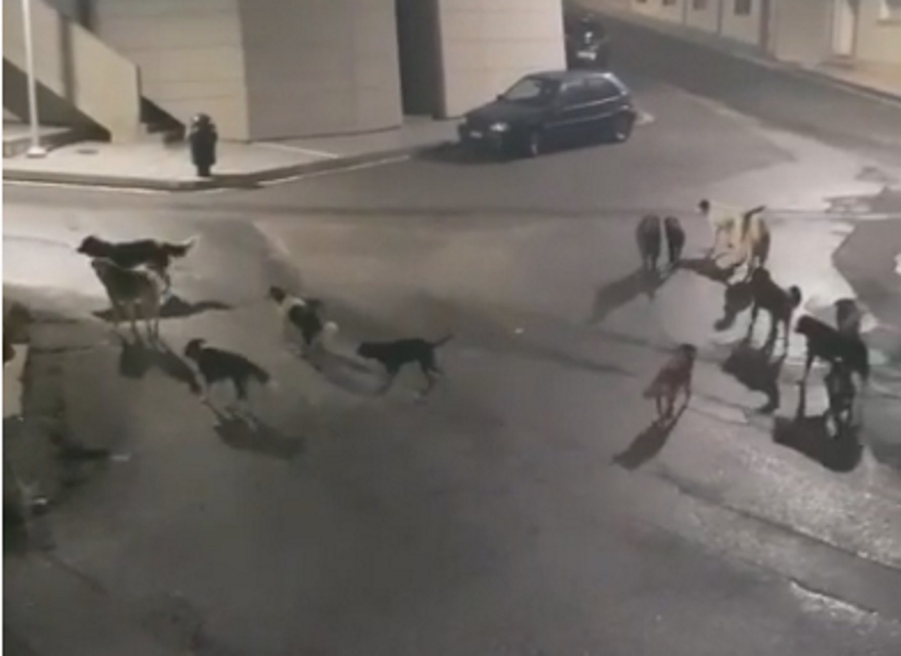 Κοζάνη: Αυτή είναι η μεγαλύτερη αγέλη αδέσποτων σκύλων! Κλείστηκαν όλοι στα σπίτια τους (Βίντεο)