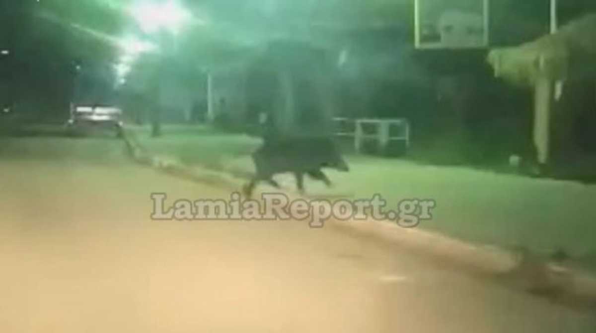 Καμμένα Βούρλα: Αγριογούρουνο βόλταρε στην παραλία! (vid)