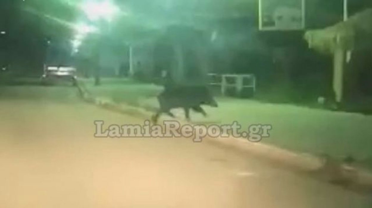 Καμμένα Βούρλα: Αγριογούρουνο βόλταρε στην παραλία! (vid)