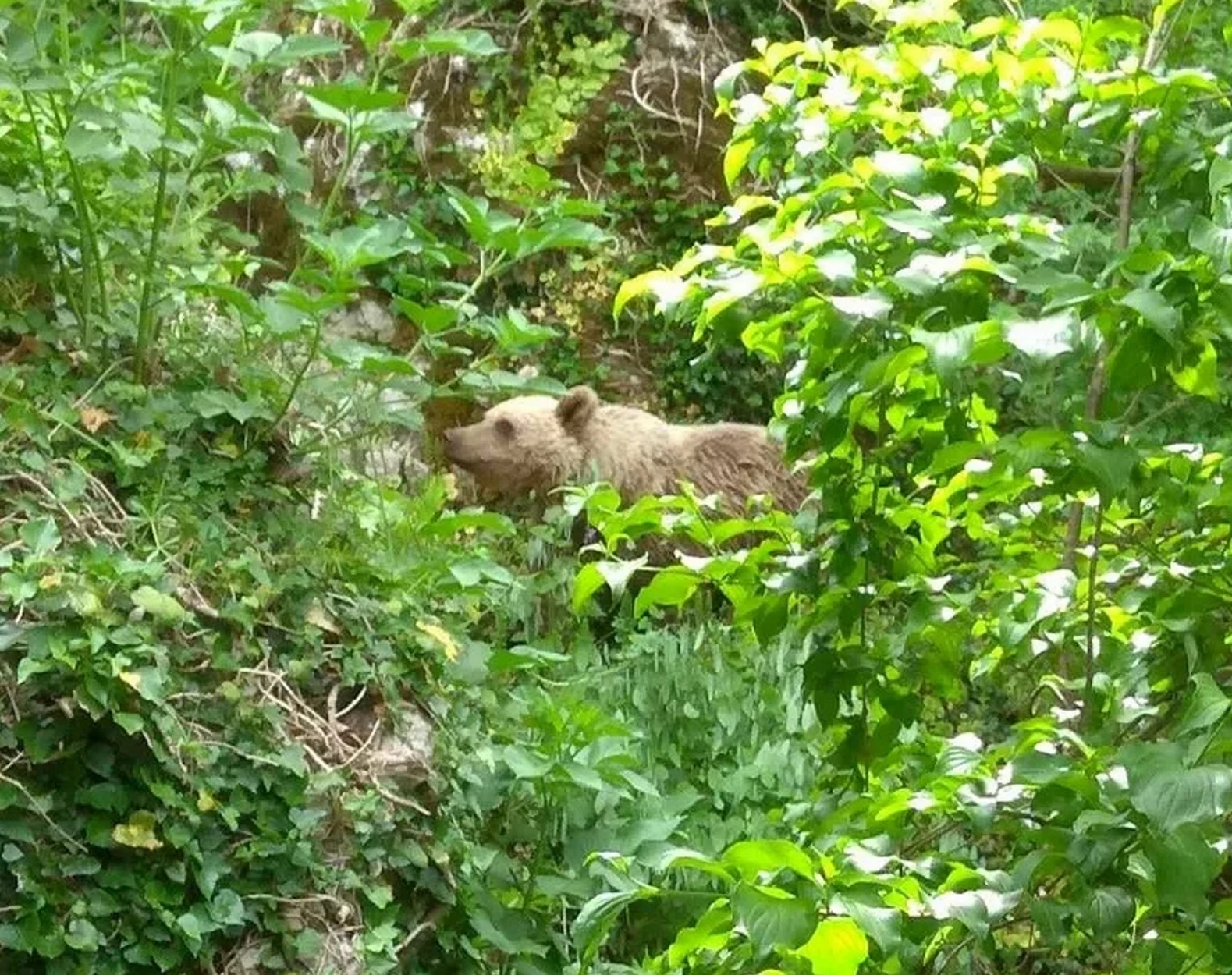 Αρκουδάκι κατέβηκε στο Μικρό Πάπιγκο και κόβει βόλτες (pics)