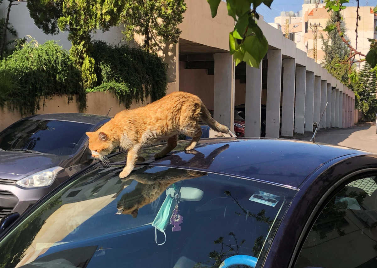 Γαλλία: Θετική στον κορονοϊό βρέθηκε γάτα