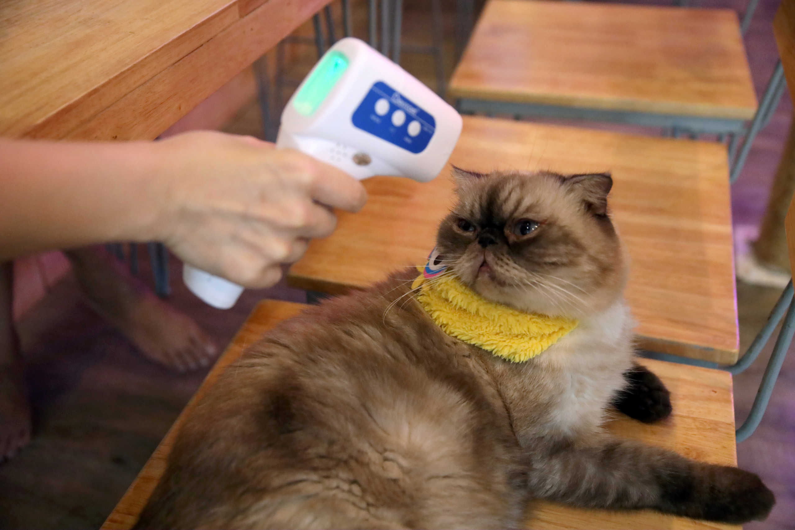 A customer plays with a cat to find comfort at the Caturday Cat cafe after the government started opening some restaurants outside shopping malls, parks and barbershops, during the coronavirus disease (COVID-19) outbreak in Bangkok, Thailand May 7, 2020. Picture taken May 7, 2020. REUTERS