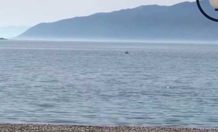 Ναύπακτος: Τα δελφίνια άρχισαν τα παιχνίδια τους κοντά στην ακτή (Βίντεο)