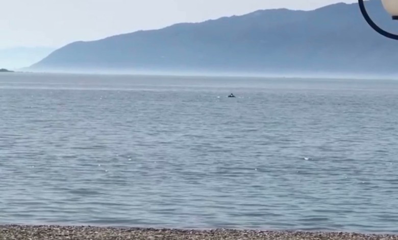 Ναύπακτος: Τα δελφίνια άρχισαν τα παιχνίδια τους κοντά στην ακτή (Βίντεο)