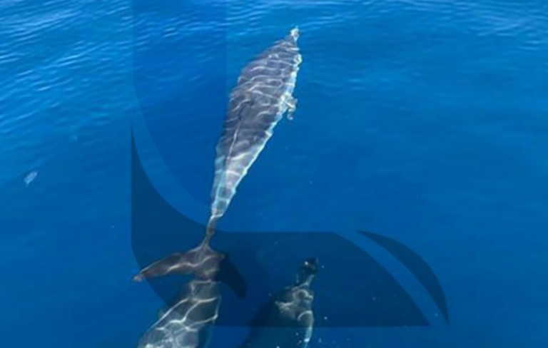 Λουτράκι: Πανέμορφα πλάνα – Δελφίνια κολυμπούν στα νερά (pics, video)