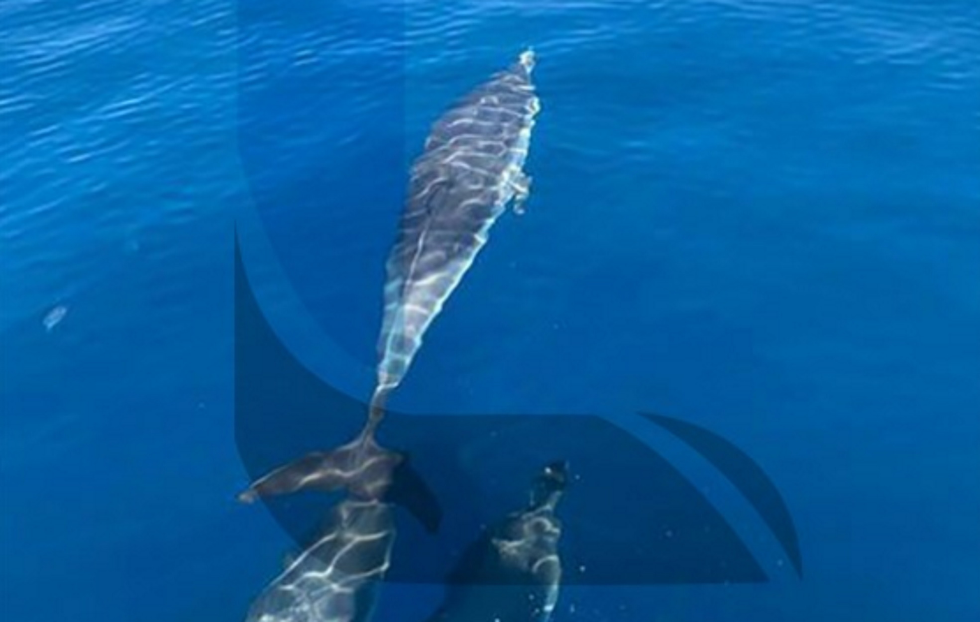Λουτράκι: Πανέμορφα πλάνα – Δελφίνια κολυμπούν στα νερά (pics, video)