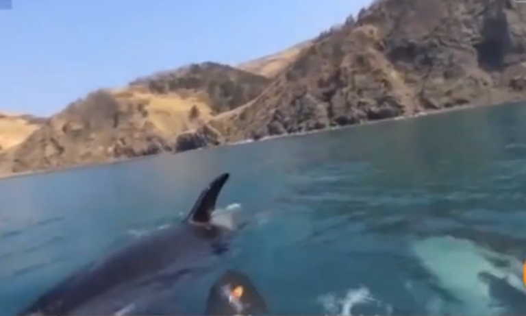 Βίντεο που κόβει την ανάσα: Φάλαινες – δολοφόνοι περικυκλώνουν κωπηλάτες