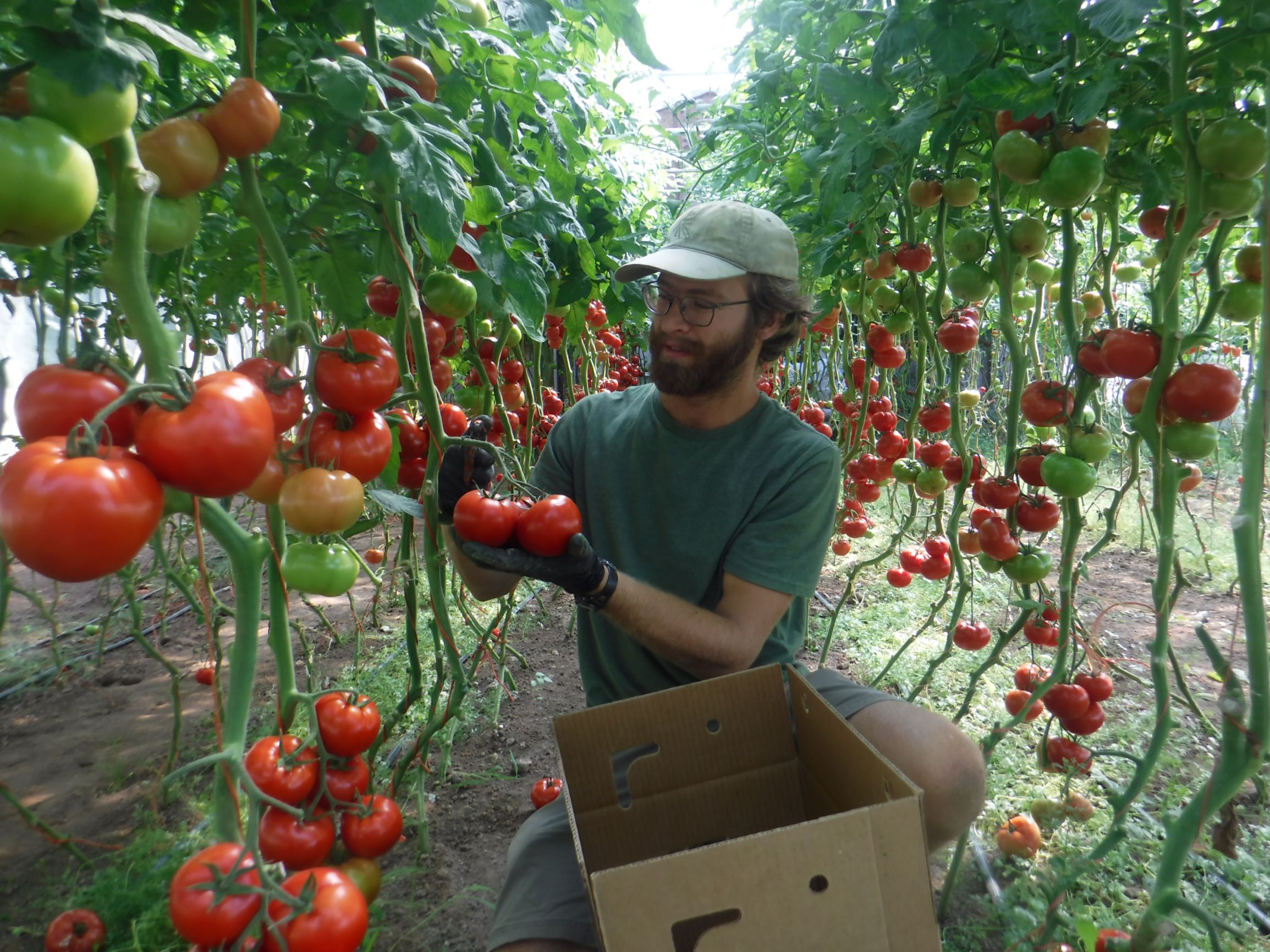 Sean Van Zeeland picks tomatoes at Great Oak Farm, Mason, Wisconsin, August 19, 2019. Handout: Chris Duke
Image Caption and Rights Information