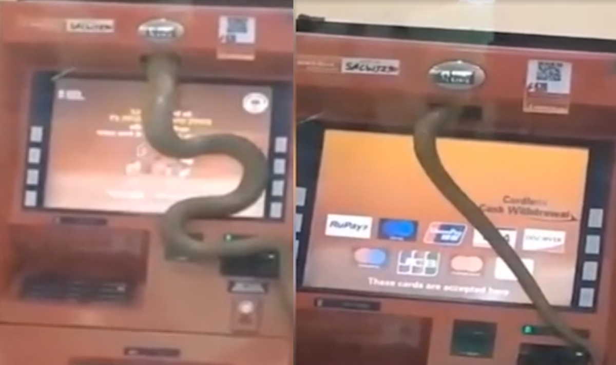 Απίστευτη εμπειρία… σαφάρι σε ATM – Εικόνες που κόβουν την ανάσα